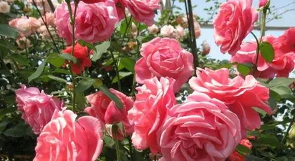 What kind of soil do roses suit? Rose growing soil selection and maintenance points
