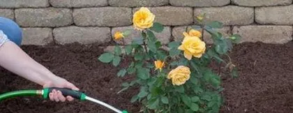 What kind of soil do roses suit? Rose growing soil selection and maintenance points1