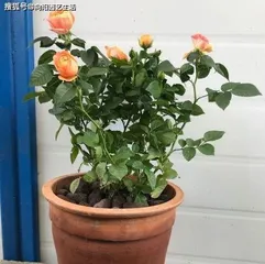 What kind of soil do roses suit? Rose growing soil selection and maintenance points2