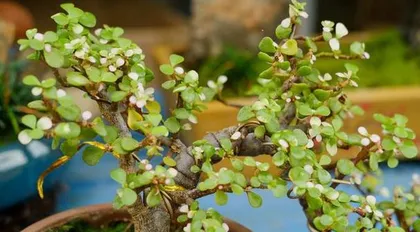 How to Properly Care for Purslane Tree (Key Points and Precautions for Purslane Tree Care)