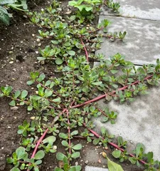 How to Properly Care for Purslane Tree (Key Points and Precautions for Purslane Tree Care)1