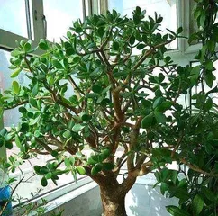 How to Properly Care for Purslane Tree (Key Points and Precautions for Purslane Tree Care)2