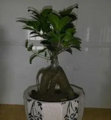 What is the reason for the fig tree shedding leaves? Causes of fig tree leaf drop and key care points0