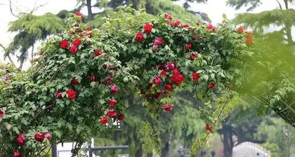 What variety of creeping roses is best? A must-have guide to creating a beautiful garden
