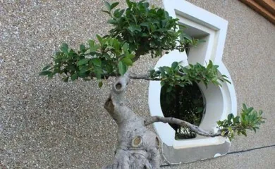 What is the reason for the fig tree shedding leaves? Causes of fig tree leaf drop and key care points1