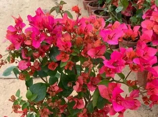 How to acclimatize newly bought bougainvillea, a must-read for beginners, helping you easily grow lush flowers