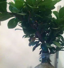 What is the reason for the fig tree shedding leaves? Causes of fig tree leaf drop and key care points2