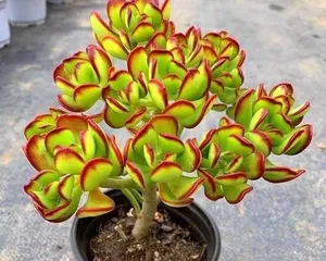 The Ultimate Care Guide for Dachuma Pearl Succulents (Create a Unique Succulent Garden and Make Your Home More Beautiful)0