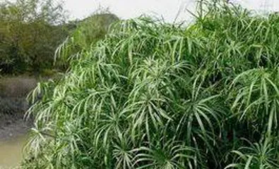 How to grow water bamboo well, a full analysis from growth environment to daily management