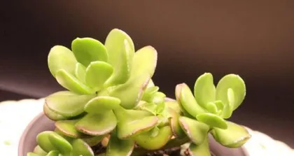 The Ultimate Care Guide for Dachuma Pearl Succulents (Create a Unique Succulent Garden and Make Your Home More Beautiful)1
