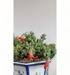 The Ultimate Care Guide for Dachuma Pearl Succulents (Create a Unique Succulent Garden and Make Your Home More Beautiful)2