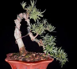 How to prune Bonsai Podocarpus, a comprehensive analysis of Bonsai Podocarpus pruning techniques0