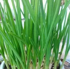 How to grow garlic in pots, easily cultivate delicious garlic sprouts