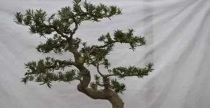 How to prune Bonsai Podocarpus, a comprehensive analysis of Bonsai Podocarpus pruning techniques1