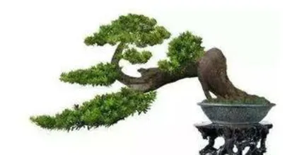 How to prune Bonsai Podocarpus, a comprehensive analysis of Bonsai Podocarpus pruning techniques2