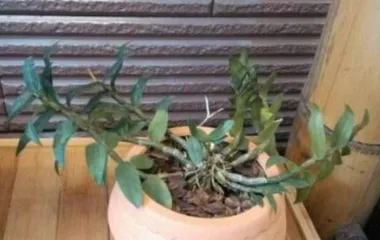 What insects are there in the orchid pot culture?