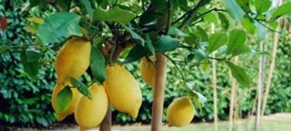 How to fertilize potted lemons to help them grow vigorously