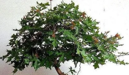 How to prune an maple bonsai, pruning techniques and care tips for maple bonsai1