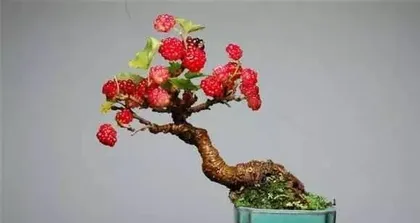 How to prune an maple bonsai, pruning techniques and care tips for maple bonsai2