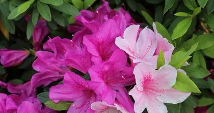 What kind of flower fertilizer is good for azaleas, and what kind of fertilizer helps them bloom