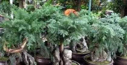 How to Care for an Australian Pine Bonsai: A Comprehensive Guide from Soil to Pruning