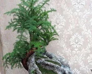 How to Care for an Australian Pine Bonsai: A Comprehensive Guide from Soil to Pruning1
