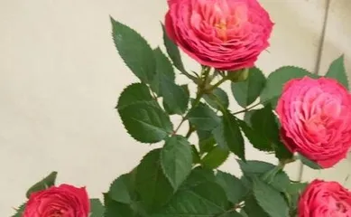 What is the best fertilizer for roses? Unveiling the optimal fertilizer choice