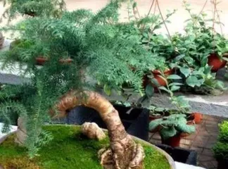 How to Care for an Australian Pine Bonsai: A Comprehensive Guide from Soil to Pruning2
