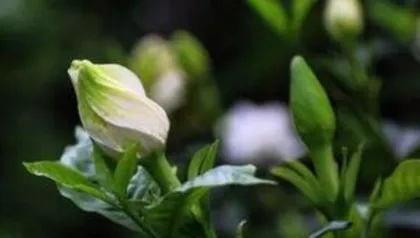 When do gardenias form flower buds, revealing the secrets of gardenia bud growth and care tips