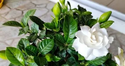 When do gardenias form flower buds, revealing the secrets of gardenia bud growth and care tips1