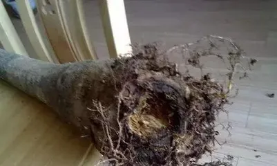 How to Remedy Rotting Roots of Money Trees: Full Analysis of Diagnosis, Treatment, and Care