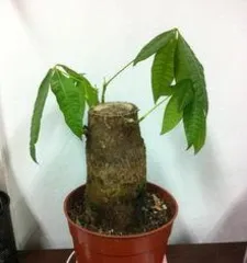 How to Remedy Rotting Roots of Money Trees: Full Analysis of Diagnosis, Treatment, and Care1