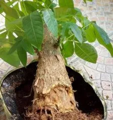How to Remedy Rotting Roots of Money Trees: Full Analysis of Diagnosis, Treatment, and Care2