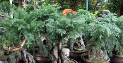 How to prune an Australian pine bonsai, pruning techniques and care guide for Australian pine bonsai