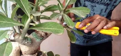 How to propagate desert rose, step-by-step instructions and care tips1