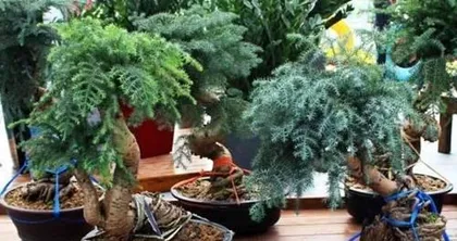 How to prune an Australian pine bonsai, pruning techniques and care guide for Australian pine bonsai1