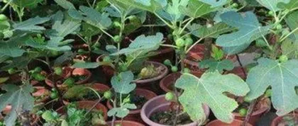 How to fertilize potted figs, scientific fertilization to promote fruit abundance