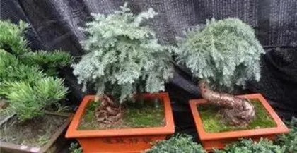 How to prune an Australian pine bonsai, pruning techniques and care guide for Australian pine bonsai2