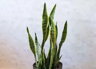 How to Care for a Golden Edge Snake Plant: A Comprehensive Guide from Soil to Light