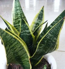How to Care for a Golden Edge Snake Plant: A Comprehensive Guide from Soil to Light1