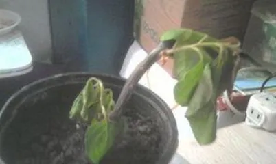 What to do if the Bougainvillea wilts? Bougainvillea wilting? Quick diagnosis and first aid guide