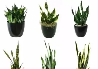 How to Care for a Golden Edge Snake Plant: A Comprehensive Guide from Soil to Light2