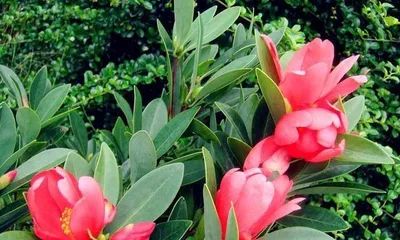 How to Grow Azalea Camellia to Blossom More (Comprehensive Guide to Azalea Camellia Care Techniques for a Fragrant Garden)0
