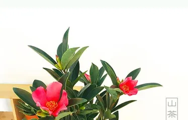 How to Grow Azalea Camellia to Blossom More (Comprehensive Guide to Azalea Camellia Care Techniques for a Fragrant Garden)1