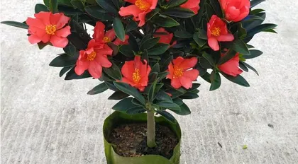 How to Grow Azalea Camellia to Blossom More (Comprehensive Guide to Azalea Camellia Care Techniques for a Fragrant Garden)2