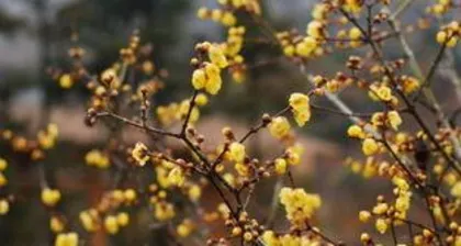 When does wintersweet bloom, and the viewing guide for wintersweet in bloom