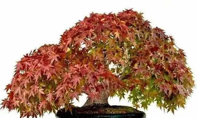 The best time to prune bonsai Japanese maples (Master the correct pruning time to make your bonsai Japanese maple more beautiful)0