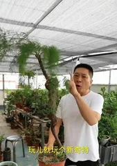 How to care for Guanyin willow bonsai, the evergreen artistic tree of the four seasons0