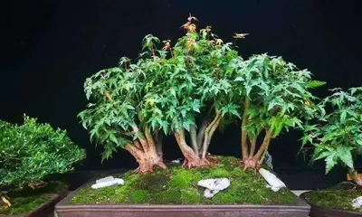 The best time to prune bonsai Japanese maples (Master the correct pruning time to make your bonsai Japanese maple more beautiful)1