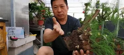 How to care for Guanyin willow bonsai, the evergreen artistic tree of the four seasons1